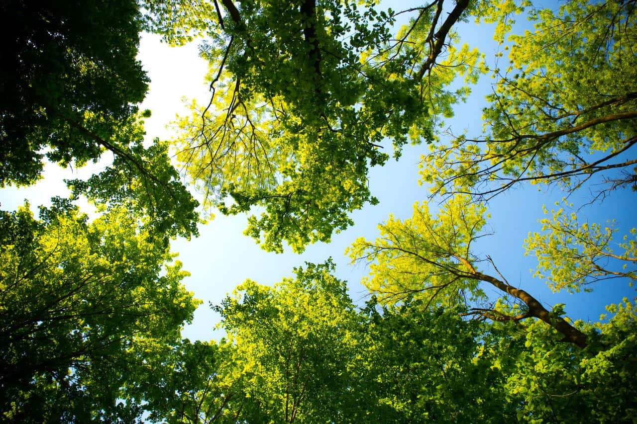Mississauga and its 2.1 million trees applauded by United Nations