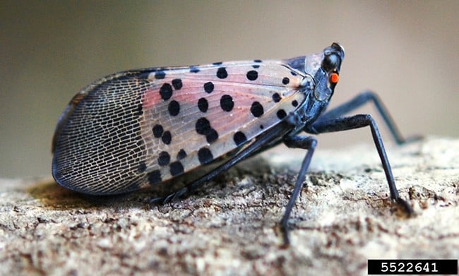 spotted lanternfly, planthopper,