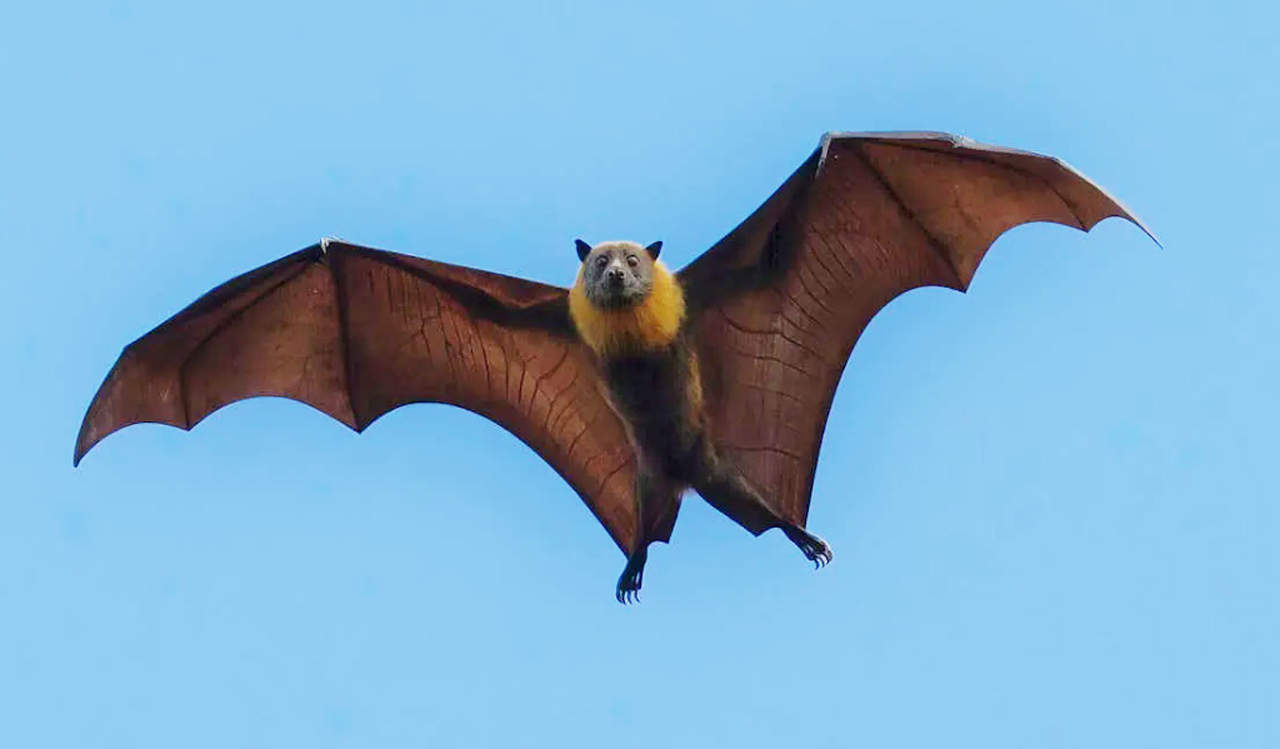 bat rabies park Burlington