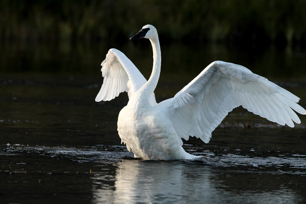 trumpeter swan official bird of burlington lasalle park