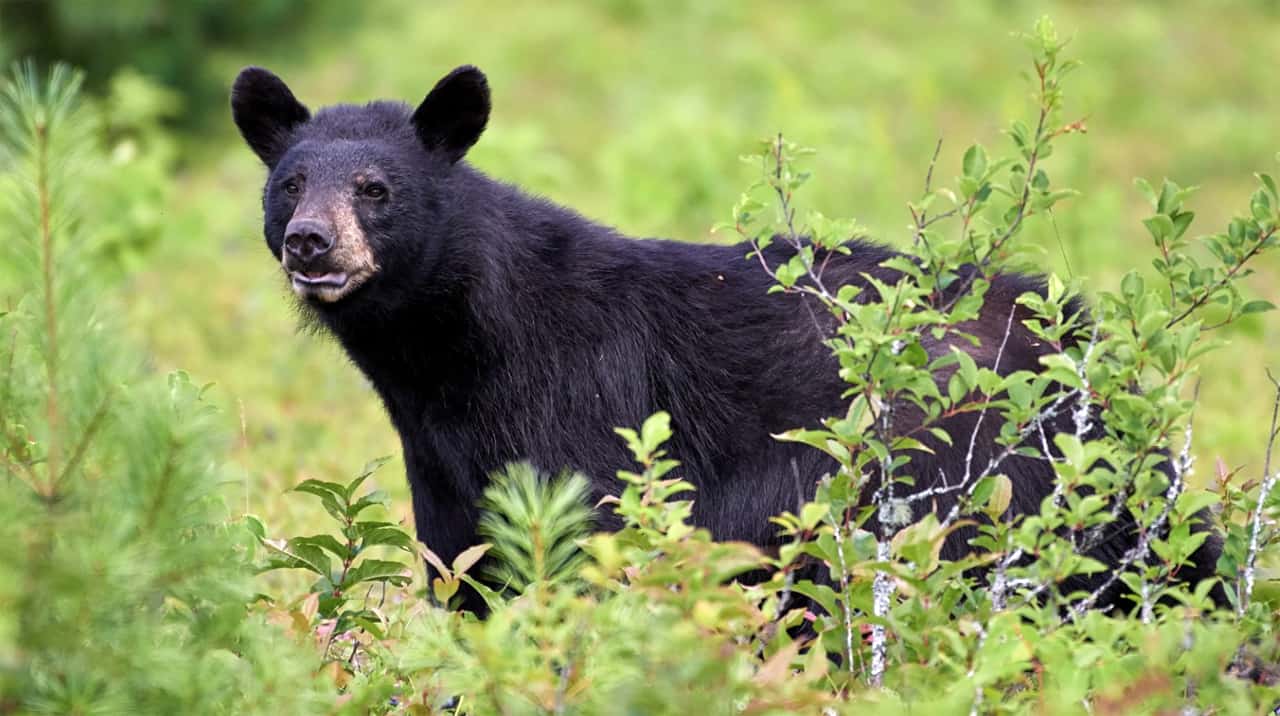 black bear Halton Hills Georgetown