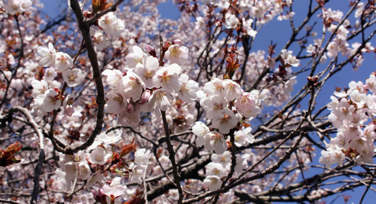 cherry blossoms bloom Burlington botanical