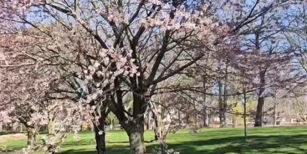 Sakura, trees, cherry blossoms, Gairloch, gardens,