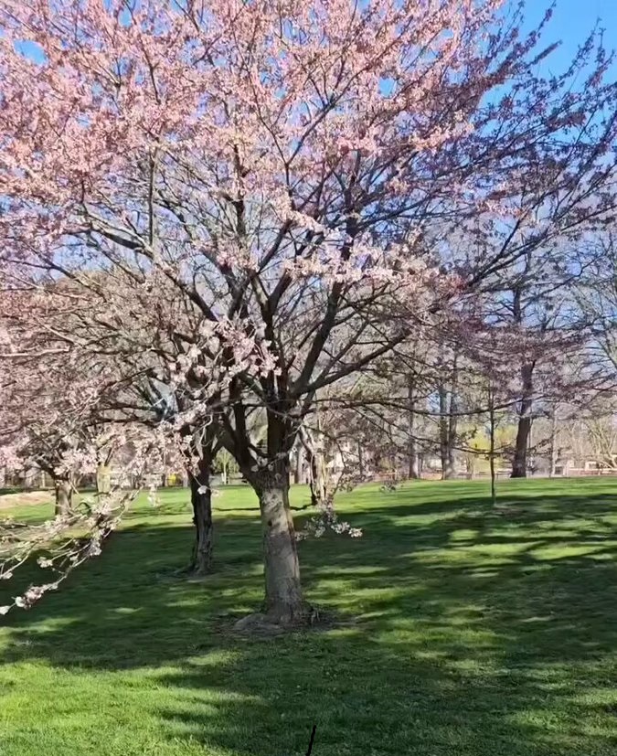 Sakura, trees, cherry blossoms, Gairloch, gardens,